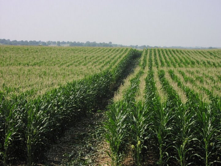 Big Corn Field
