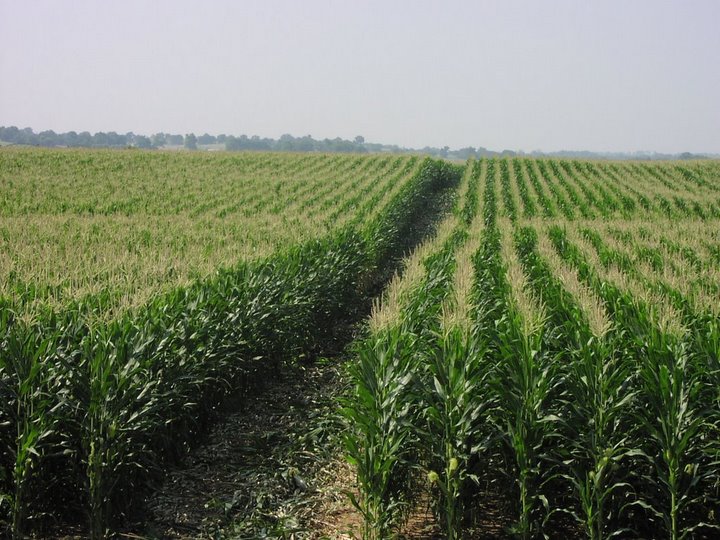 alexandroff, Alan. Corn Feild. 2012. Web. 10 Dec. 2012. <blog.risingbricsam.com/?attachment_id=1441>. 